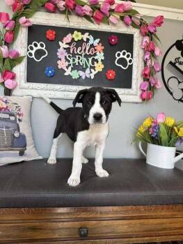 Great Pyrenees Dogs Available for Adoption in Milton, Delaware - Blither | PetCurious