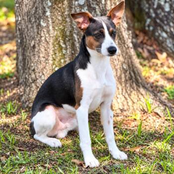 Stewart -  Jack Russell Terrier Dog for Adoption in Lucedale, Mississippi - Stewart | PetCurious