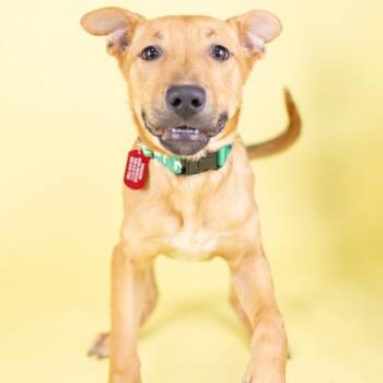 Mixed Breed Dogs Available for Adoption - Cash | PetCurious