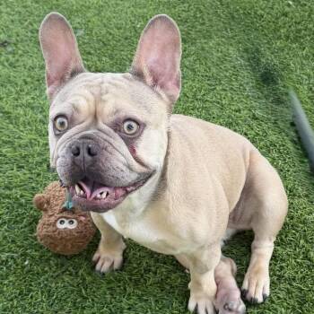 Sol Gonzalez -  French Bulldog Dog for Adoption in Las Vegas, Nevada - Sol Gonzalez | PetCurious