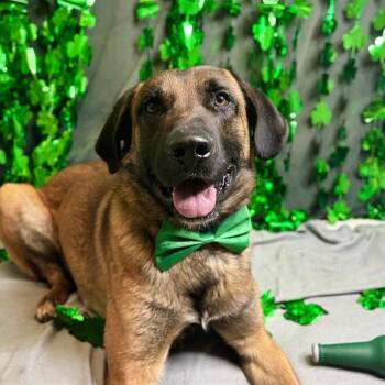 Plott Hound and German Shepherd Dog Dogs Available for Adoption - MAXWELL | PetCurious