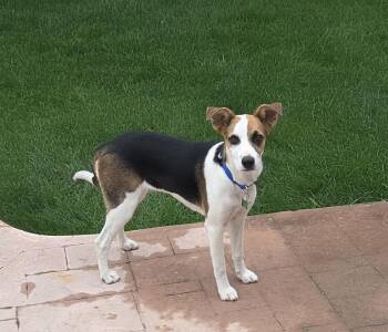 YUMI -  Shepherd Dog for Adoption in Broomfield, Colorado - YUMI | PetCurious