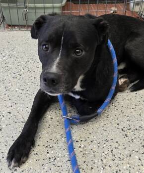 Rescue Terrier and Mixed Breed Dogs for Adoption in Saint Clairsville, Ohio - Diego AKA "Vinny | PetCurious