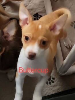 Rescue Chihuahua Dogs for Adoption in Pacolet, South Carolina - Buttercup Jul 25 - A Giig Pup | PetCurious