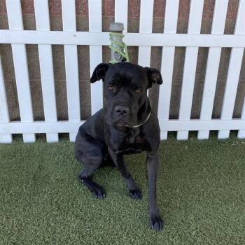A614578 -  Cane Corso and Mixed Breed Dog for Adoption in Modesto, California - A614578 | PetCurious