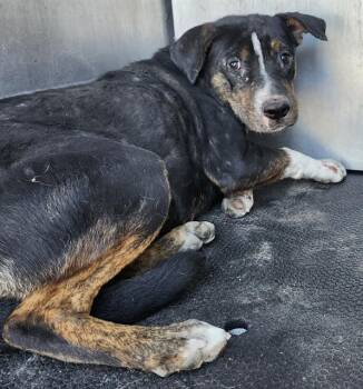 Australian Cattle Dog Blue Heeler Dogs Available for Adoption - BEN | PetCurious