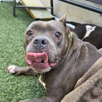 Diesel (foster) -  American Bulldog Dog for Adoption in Belleville, Illinois - Diesel (foster) | PetCurious