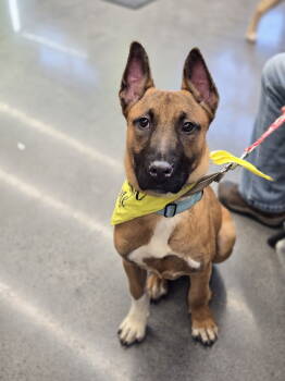Rescue Shepherd Dogs for Adoption in Minneapolis, Minnesota - Louis Vuitton | PetCurious