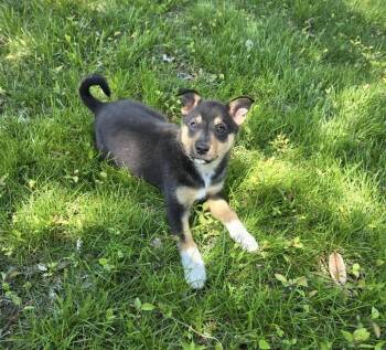 Australian Cattle Dog Blue Heeler Dogs Available for Adoption in South Bend, Indiana - Richie | PetCurious