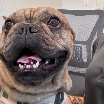 French Bulldog Dogs Available for Adoption in Clearwater, Florida - Shadow | PetCurious