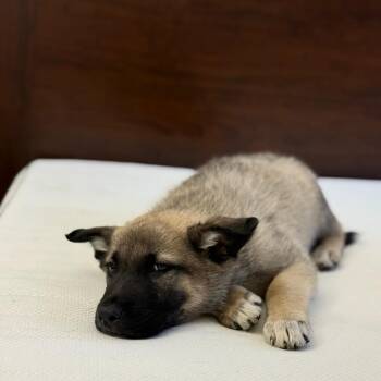 Husky and Shepherd Dogs Available for Adoption in Los Angeles, California - Fezco | PetCurious