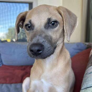 Rescue Labrador Retriever and Black Mouth Cur Dogs for Adoption in Warren, Rhode Island - Scrappy Doo | PetCurious