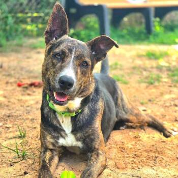 Solstice -  Cattle Dog Dog for Adoption in Klein, Texas - Solstice | PetCurious