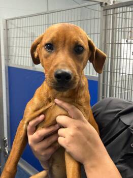 26-418 Hilly -  Hound Dog for Adoption in Tarboro, North Carolina - 26-418 Hilly | PetCurious