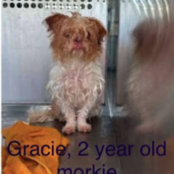 Gracie -  Maltese and Yorkshire Terrier Dog for Adoption in Baton Rouge, Louisiana - Gracie | PetCurious