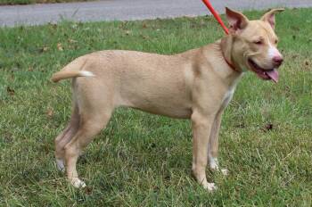 Vanilla 44181 -  Pit Bull Terrier and Labrador Retriever Dog for Adoption in Prattville, Alabama - Vanilla 44181 | PetCurious