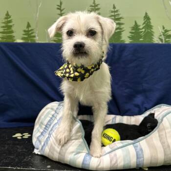 Terrier Dogs Available for Adoption in Logan, Utah - Toker | PetCurious