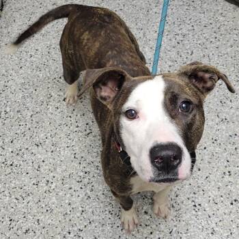 Pointer Dogs Available for Adoption in Hattiesburg, Mississippi - Merry | PetCurious