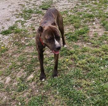 Terrier Dogs Available for Adoption in Clay City, Kentucky - Maxine | PetCurious