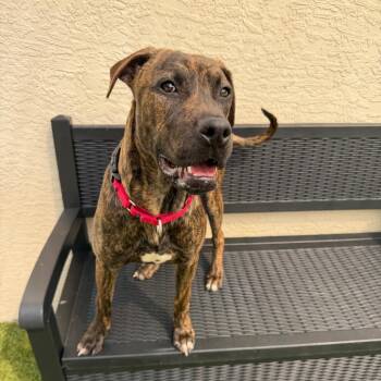 Mixed Breed Dogs Available for Adoption - Meatball | PetCurious