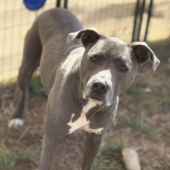 Rescue Pit Bull Terrier Dogs for Adoption in Justin, Texas - *Makia | PetCurious