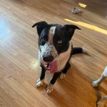 Blueberry -  Australian Cattle Dog Blue Heeler Dog for Adoption in Jamestown, North Dakota - Blueberry | PetCurious