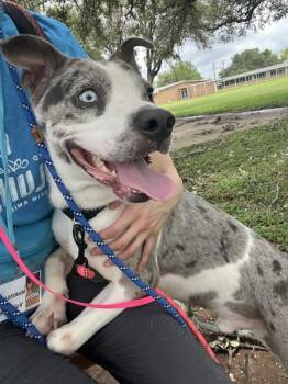 Atlas -  Mixed Breed and Catahoula Leopard Dog Dog for Adoption in Austin, Texas - Atlas | PetCurious