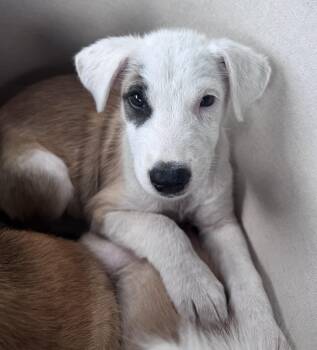 Chessy -  Shepherd Dog for Adoption in Brenham, Texas - Chessy | PetCurious