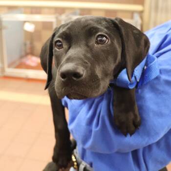 Mixed Breed Dogs Available for Adoption - Blair | PetCurious