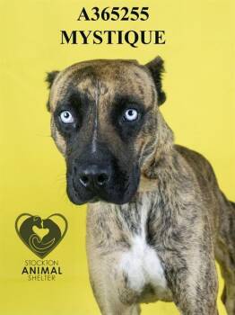 Rescue Pit Bull Terrier Dogs for Adoption in Stockton, California - MYSTIQUE | PetCurious