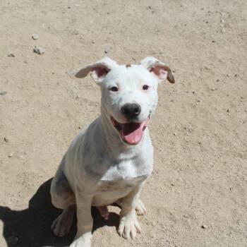 Pit Bull Terrier Dogs Available for Adoption in Yucca Valley, California - Echo | PetCurious