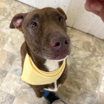 Tracy -  Terrier Dog for Adoption in Pilot Point, Texas - Tracy | PetCurious