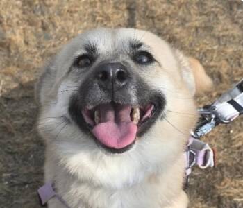 Jindo and Corgi Dogs Available for Adoption in San Ramon, California - Udong | PetCurious