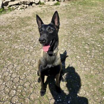 Belgian Shepherd Malinois Dogs Available for Adoption - Caria | PetCurious