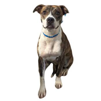 Dakota -  Pit Bull Terrier Dog for Adoption in Red Bluff, California - Dakota | PetCurious