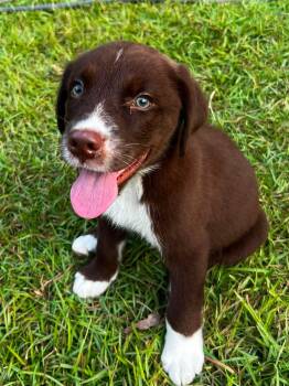 Chuck -  Siberian Husky and English Springer Spaniel Dog for Adoption in New Baltimore, Michigan - Chuck | PetCurious