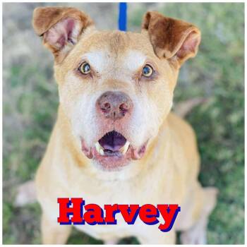 Rescue Shepherd and Pit Bull Terrier Dogs for Adoption in Powell, Tennessee - Harvey | PetCurious
