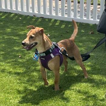 Cashew -  Chihuahua and Mixed Breed Dog for Adoption in Verona, New Jersey - Cashew | PetCurious