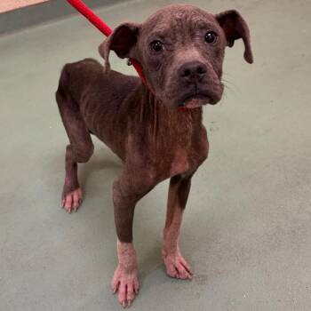 Graham -  Mixed Breed Dog for Adoption in Memphis, Tennessee - Graham | PetCurious
