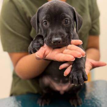 Coffee -  Mixed Breed Dog for Adoption in Rockville, Maryland - Coffee | PetCurious