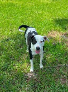 Maddie Girl Louisiana -  Pit Bull Terrier Dog for Adoption in Rockaway, New Jersey - Maddie Girl Louisiana | PetCurious