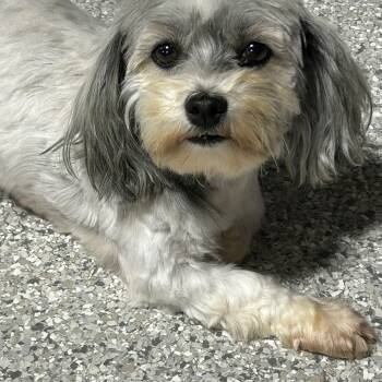 Bella -  Havanese Dog for Adoption in Antwerp, Ohio - Bella | PetCurious