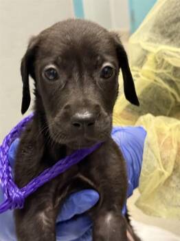 CADBURY -  Great Dane and Golden Retriever Dog for Adoption in Las Vegas, Nevada - CADBURY | PetCurious