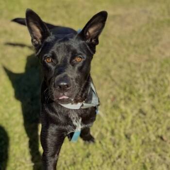 Rescue Mixed Breed Dogs for Adoption in Dallas, Texas - Tink | PetCurious