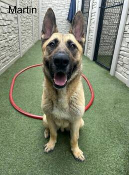 Martin -  Belgian Shepherd Malinois and German Shepherd Dog Dog for Adoption in Lucas, Texas - Martin | PetCurious