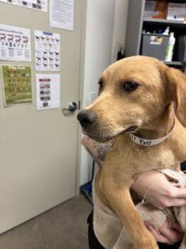 26-511 -  Labrador Retriever and Mixed Breed Dog for Adoption in Barnesville, Georgia - 26-511 | PetCurious