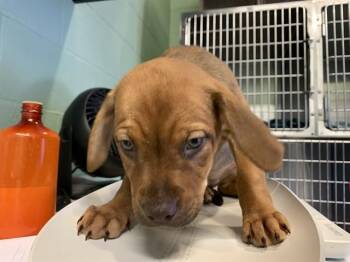 American Staffordshire Terrier and Mixed Breed Dogs Available for Adoption in Grand Prairie, Texas - MILLIE | PetCurious