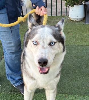 Rescue Siberian Husky Dogs for Adoption in Los Angeles, California - Onyx | PetCurious