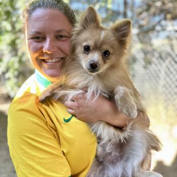 Labubu -  Pomeranian Dog for Adoption in Glenwood Springs, Colorado - Labubu | PetCurious