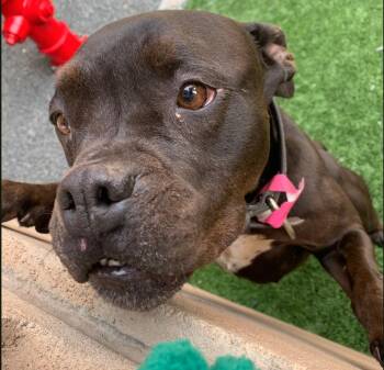 Pit Bull Terrier and American Staffordshire Terrier Dogs Available for Adoption - URGENT! SAVE ME PLEASE! Parsley #A548699 | PetCurious